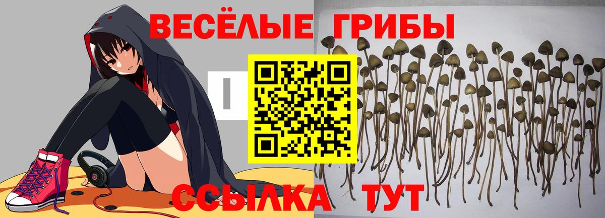 Галлюциногенные грибы MAGIC MUSHROOMS  сколько стоит  Прокопьевск  Вход с VPN 